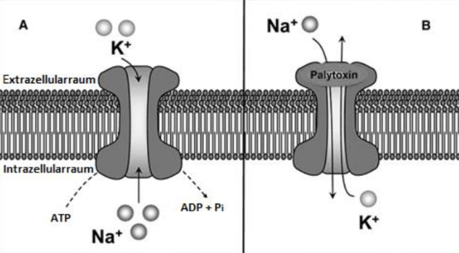 Schematische Darstellung der Na+/K+-Pumpe links und durch Palytoxin geöffneten Kanal rechts.